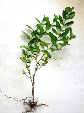  Plant